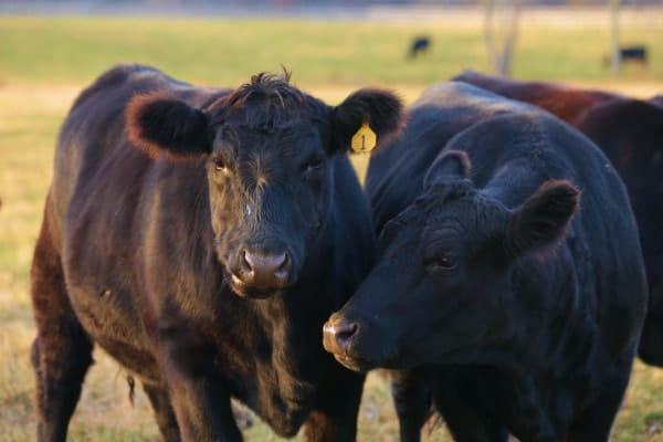 angus-beef-02-ZB20230106