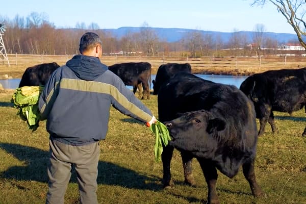 angus-beef-03-ZB20230106