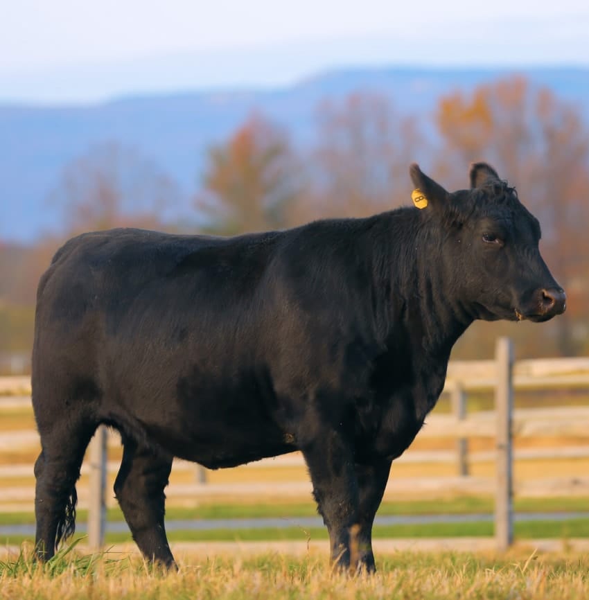 angus-beef-Banner-ZB20230106