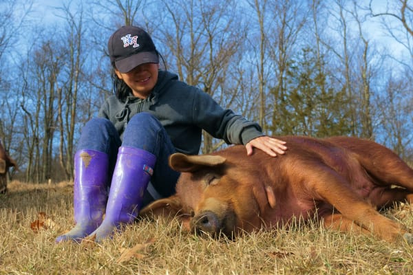 home-pig-2-ZB20230106